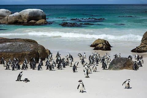 Privat Cape Peninsula Day Tour