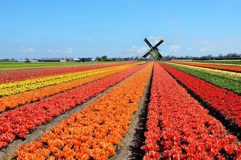 Private tour :Traditional Holland and Amsterdam city tour from Brussels Full day