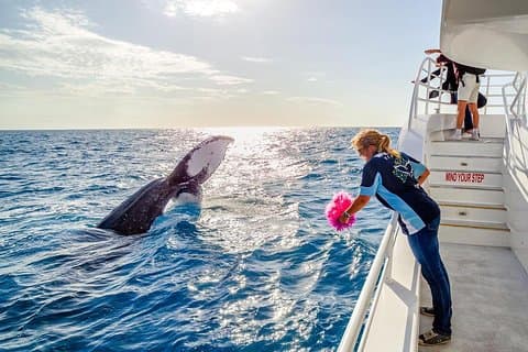 Hervey Bay Walbeobachtungserlebnis