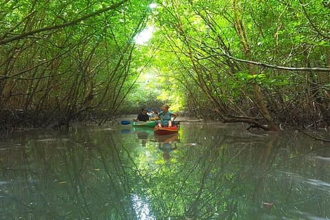 Khao Lak Mangrovenforscher