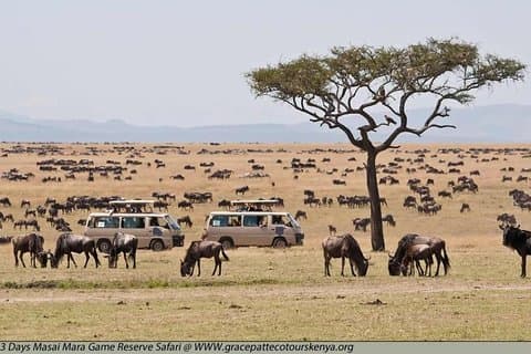 4 dages Masai Mara Lodge Safari på 4x4 Land Cruiser Jeep