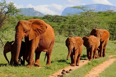 6Days Amboseli, Lake Nakuru och Masai Mara Camping Safari på jeep