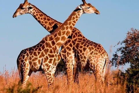 7 jours de safari animalier Le meilleur du Kenya sur une jeep Land Cruiser 4x4