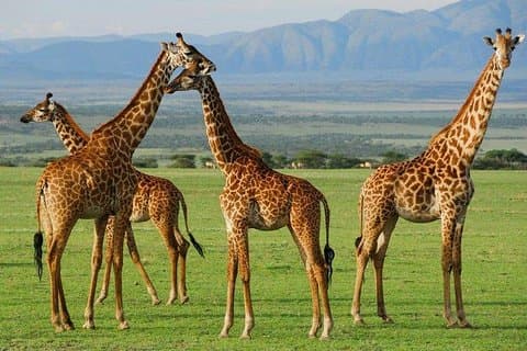 6 dias em Masai Mara, Hell's Gate, Safari no Lago Naivasha