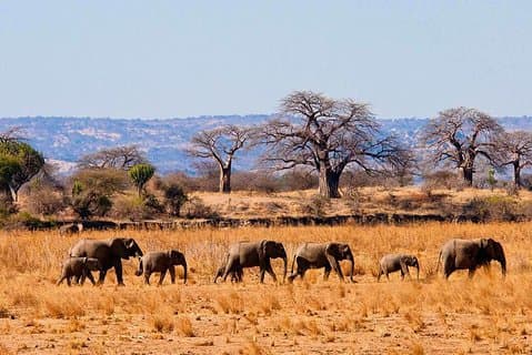 Tarangire National Park Tagestour