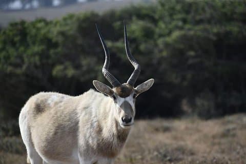 スース・マッサ国立公園エクスカーション – 野生動物とサファリツアー