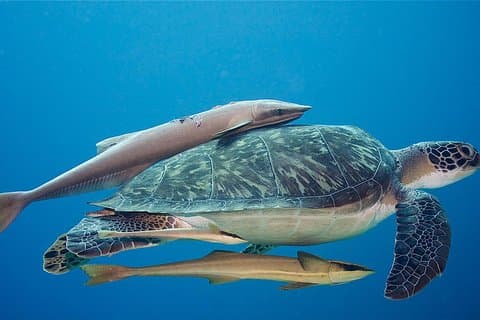 5 Dive Scuba Diving-pakke i Roatan