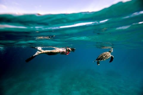 Turtle Cove Catamaran Snorkel og sejl på Little Buck Island STT