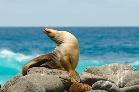 Galapagos - Santa Cruz and Isabela. 6 Days Tours