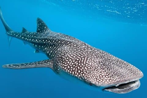 Whale Shark Encounter Upplev i Cancun och besök Isla Mujeres
