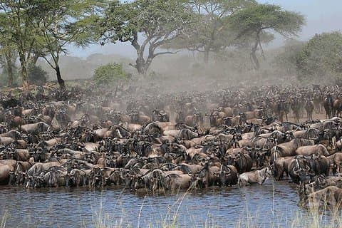 7 dage - Serengeti Wildebeest Migration Safari