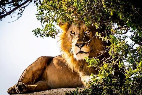 9 Tage Kenia und Tansania Wildlife Experience