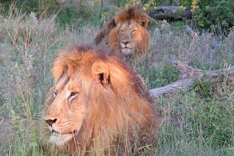 Kapstaden Aquila Big 5 Safari