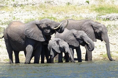 Chobe Safari Experience Day Trip - MINIMUM 2 PEOPLE