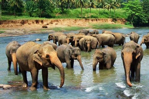 Pinnawala und Kandy Tagestour von Colombo oder Negombo