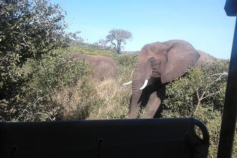 Tour de un día de safari Hluhluwe: 12hrs, costo: R3950pp - 2pax o más trav.