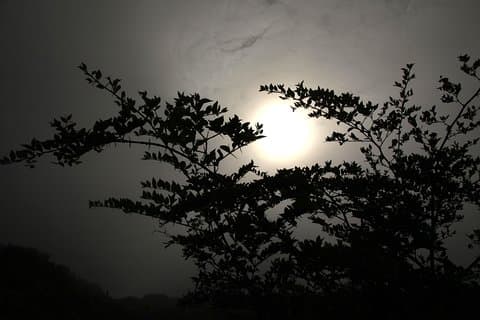 Menagesha Suba State Forest Dagstur