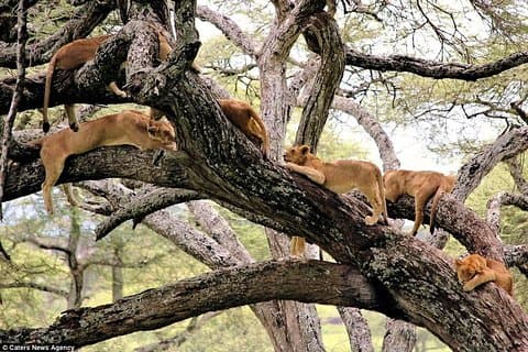 4 jours rejoignent le groupe Tarangire Serengeti et Ngorongoro