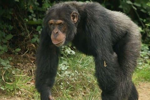 3 Day Chimpanzee Tracking In Kibale Forest Park