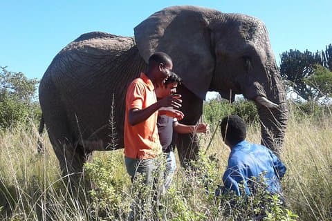 Lions Park & Itala Game Reserve, 8 Stunden, Kosten-R3150pp - 2pax oder mehr
