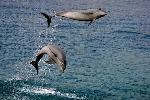 Observation des dauphins à Dumaguete et banc de sable de Manjuyod