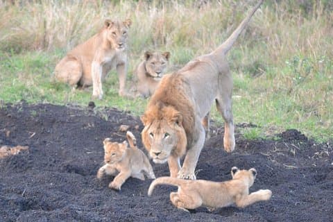 Big 5 Safari Durban dagstur fra Durban
