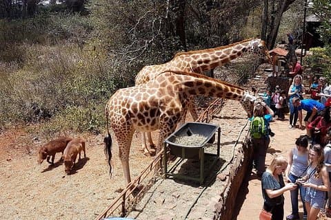 Halve dag giraffencentrum Nairobi