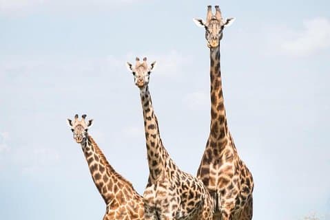 8 jours Tanzanie Safari de milieu de gamme