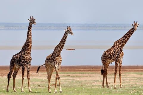 Tarangire, Ngorongoro und Lake Manyara Park – 3-tägige Privattour