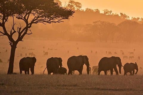 serengeti, ngorongoro & tarangire 5-daagse privétour