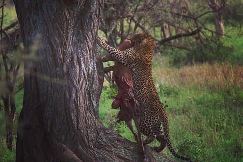 serengeti, ngorongoro & tarangire 4 days private tour