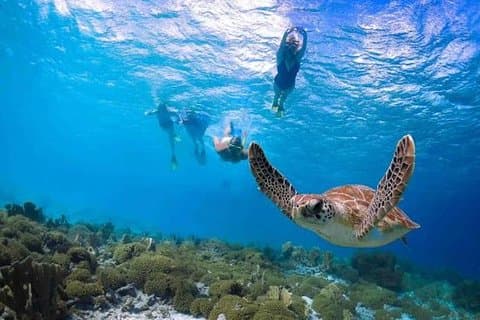 Kauai's Ultimate Guided Shore Snorkel (ingen båt) i South Poipu