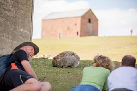 Hobart: Maria Island National Park, Nature & Wildlife active tour