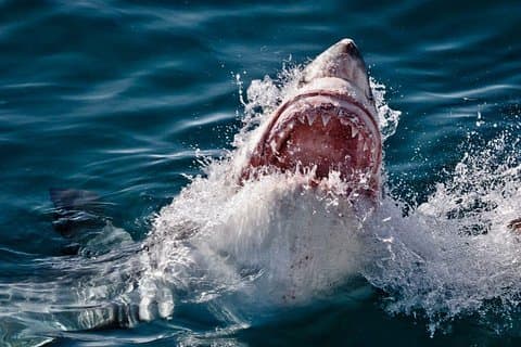 SHARK JAULA BUCEO Y VISTA (Incluye traslados desde Ciudad del Cabo)