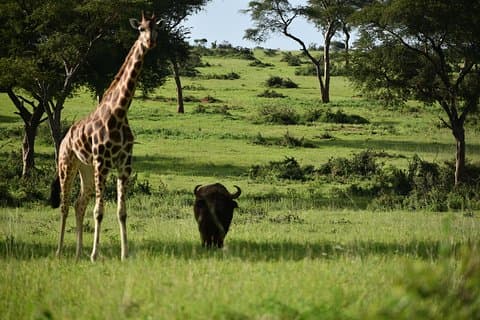 Murchison Falls Wildlife Safaris in 3 Tagen