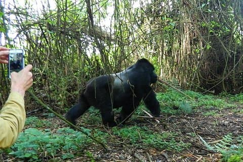7 Days Gorilla, Bisoke Hiking And Columbus Monkey Safari (min 2 )