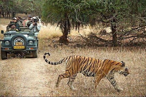 Excursion privée de 3 jours à Ranthambhore Tiger au départ d'Agra se terminant à Jaipur