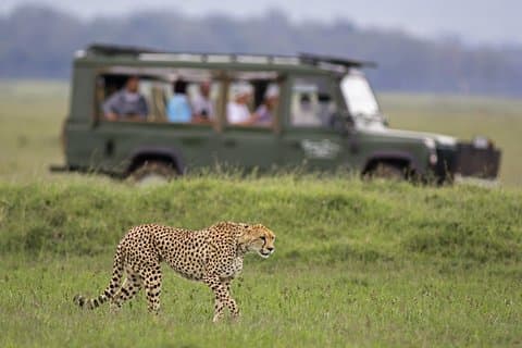 Big Five Safari – Excursão de meio dia ao pôr do sol (transporte privado)