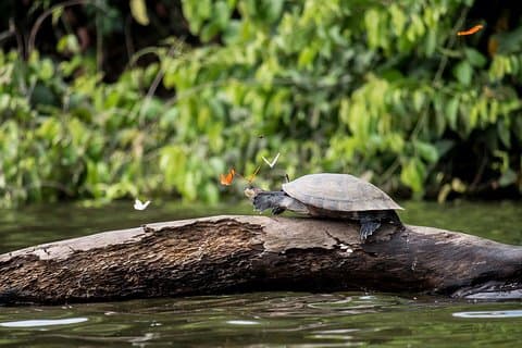 3 días 2 noches – Selva Peruana de Tambopata