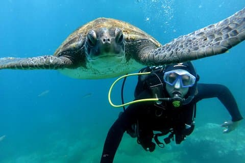 Oppdag dykkeopplevelsen i Turtle Habitat