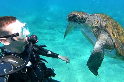 Tenerife første gang dykker – skildpadde habitat, små grupper