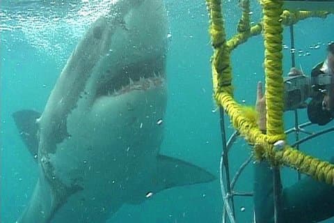SHARK CAGE DIVING and VIEWING (Self Drive)
