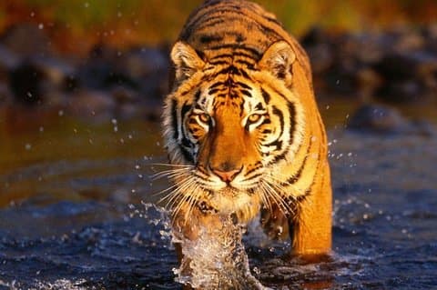 Triangolo d'oro di 7 giorni con Ranthambore Tigers Taj Sunrise / Sunset