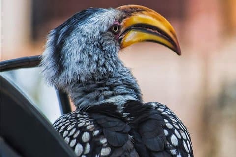 10 dager Cape Town / Kruger park og Johannesburg magisk tur