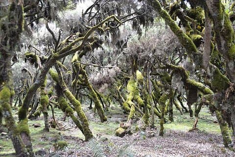 Bale Mountain National Park 5-dages turpakke
