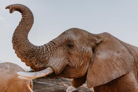 2-daagse Wild Heart West-Kaap Safaritour met privétransfers