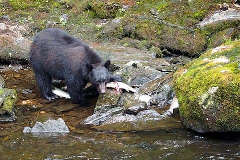 Traitors Cove Bear Viewing