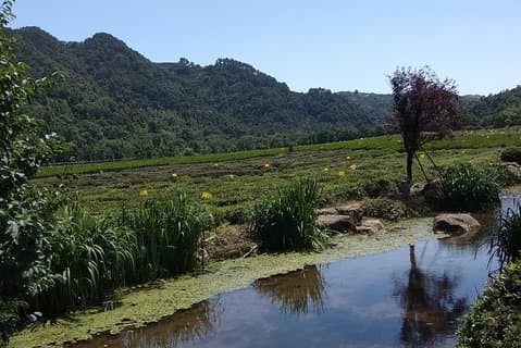 禅仏教寺院への訪問と中国茶の味