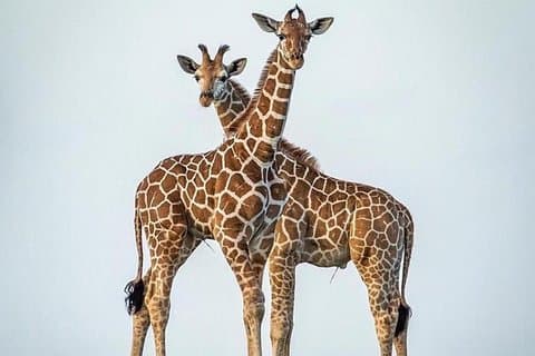 7 Days Rent a Tanzania Cruiser (Pop-up Roof For Game Viewing)