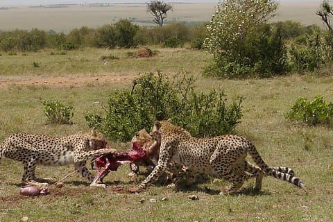 11 dager fastnasjon Afrika